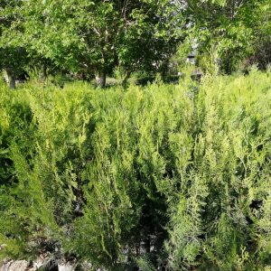 سرو خمره ای گلدانی یکساله و دو ساله