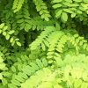 نهال اقاقیای گلدانی و زمینی پیوندی