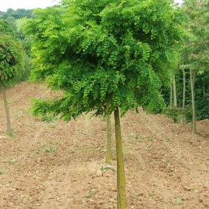 نهال اقاقیای گلدانی و زمینی پیوندی