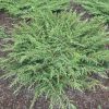 نهال جونی پروس رونده - بونسای